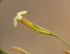 Image of Leptoglossis linifolia (Miers) Benth. & Hook. fil.