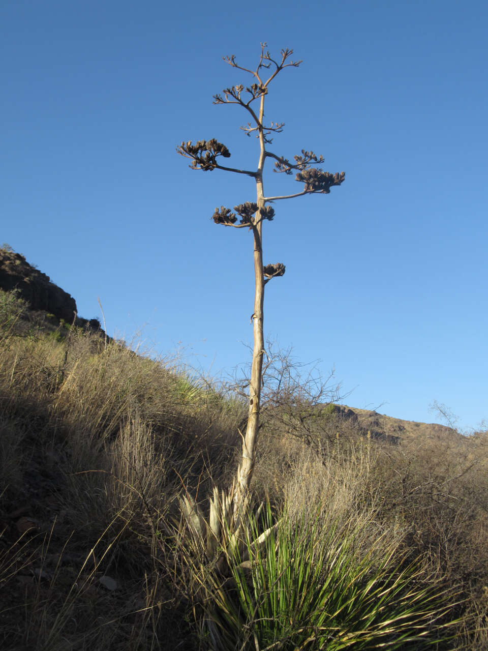 Image of Havard's century plant