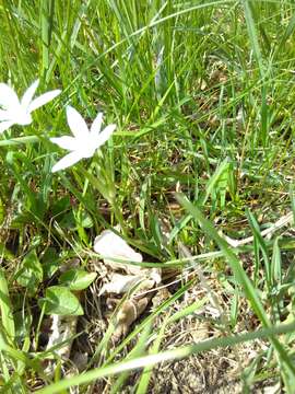 Imagem de Ornithogalum orthophyllum subsp. kochii (Parl.) Zahar.