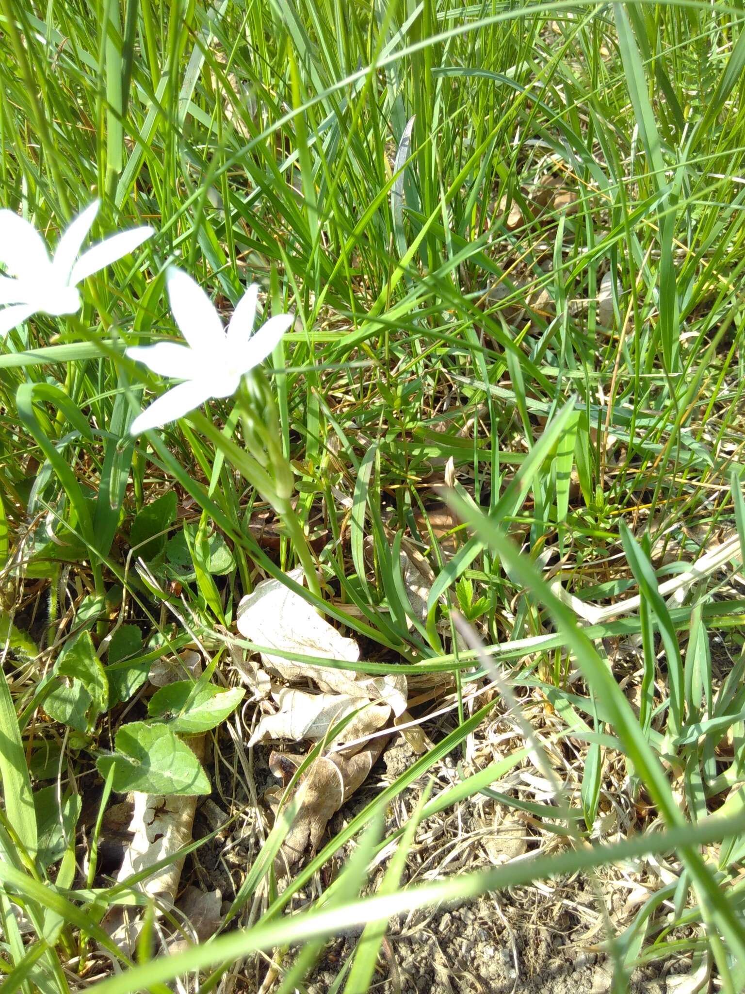 Image of Ornithogalum orthophyllum subsp. kochii (Parl.) Zahar.