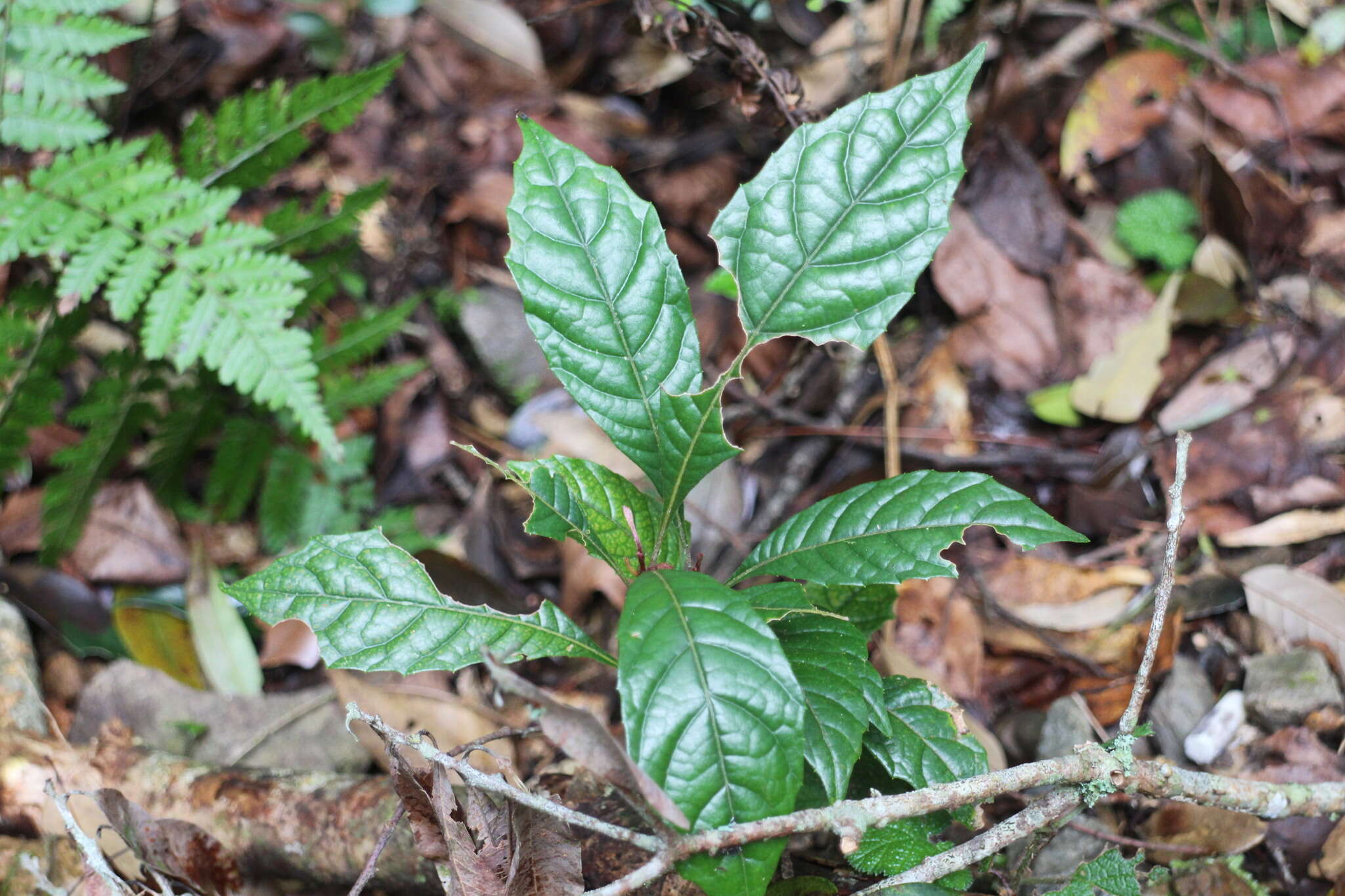 Plancia ëd Meliosma callicarpifolia Hayata