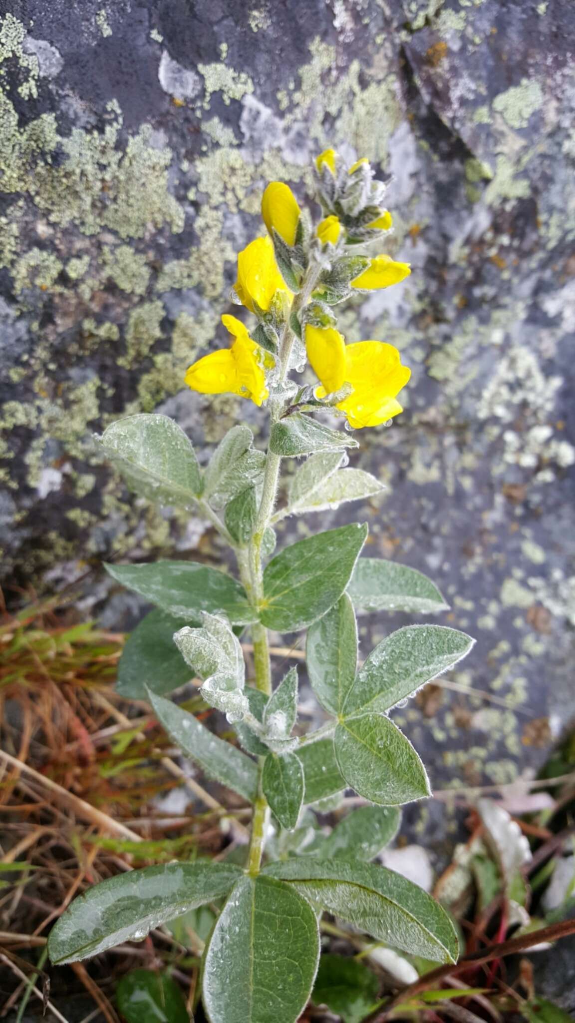 Image of California goldenbanner