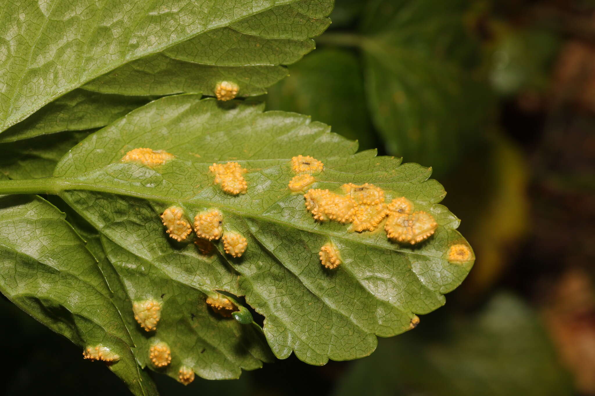 Image de Puccinia smyrnii Biv. 1816