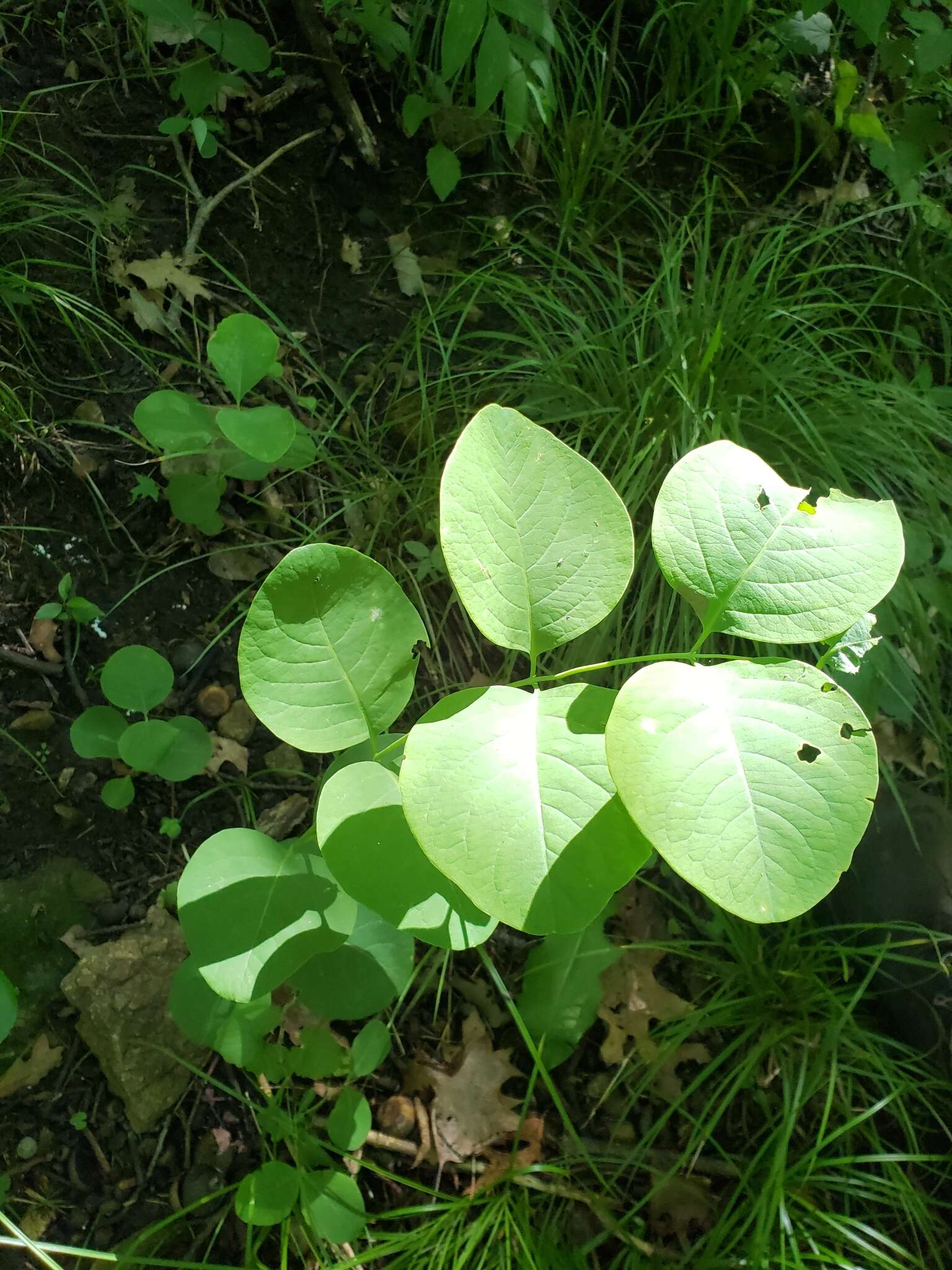 Image of grape honeysuckle