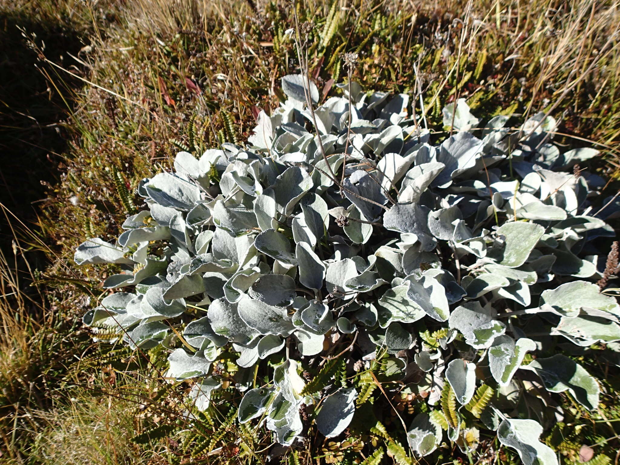 Image of Brachyglottis haastii (Hook. fil.) B. Nord.