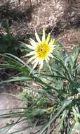 Image of yellow salsify