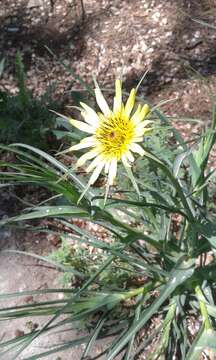 Слика од Tragopogon dubius Scop.