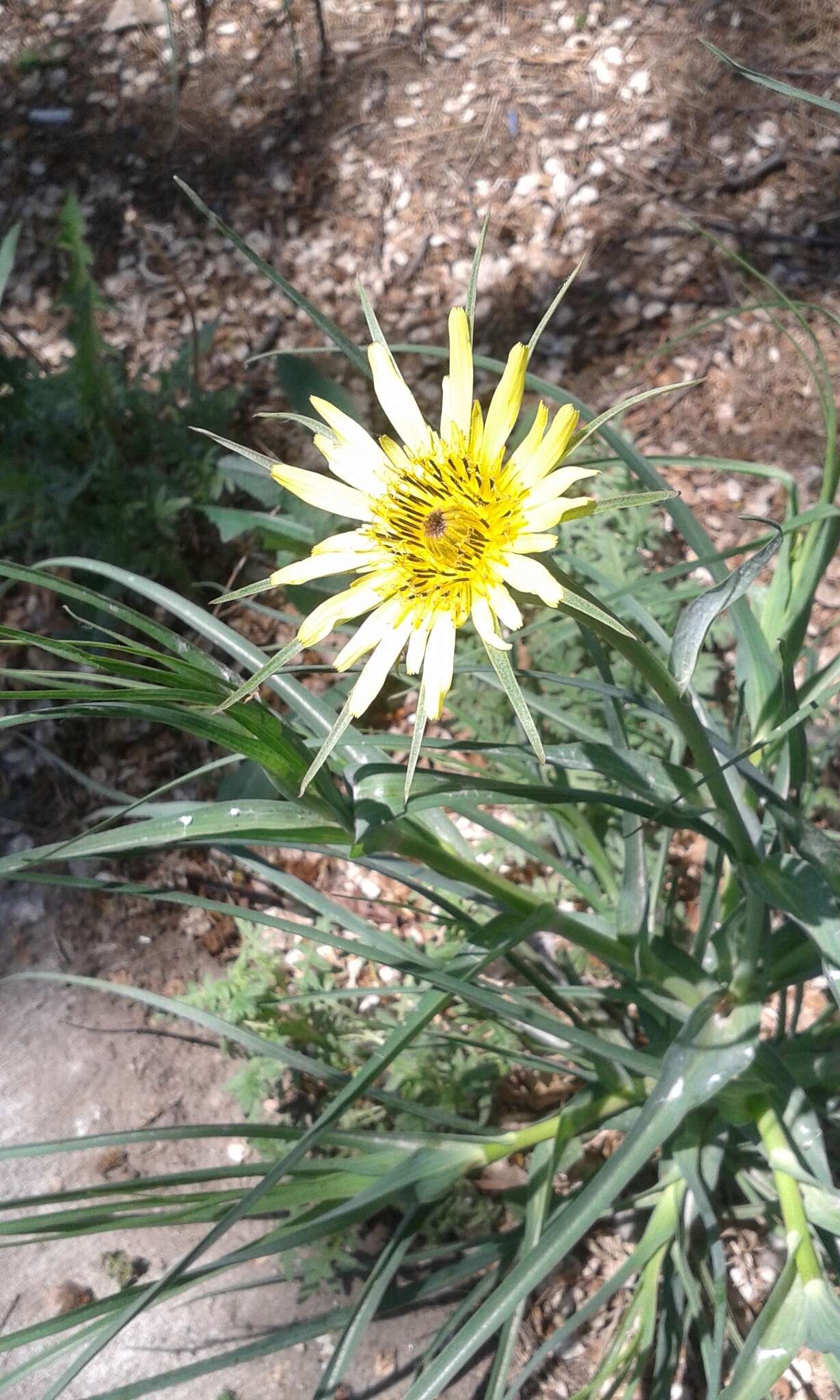 Image of yellow salsify