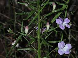 Image de Coopernookia barbata (R. Br.) Carolin