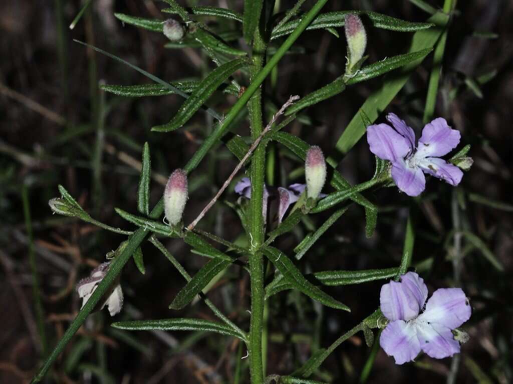 Image of Coopernookia barbata (R. Br.) Carolin