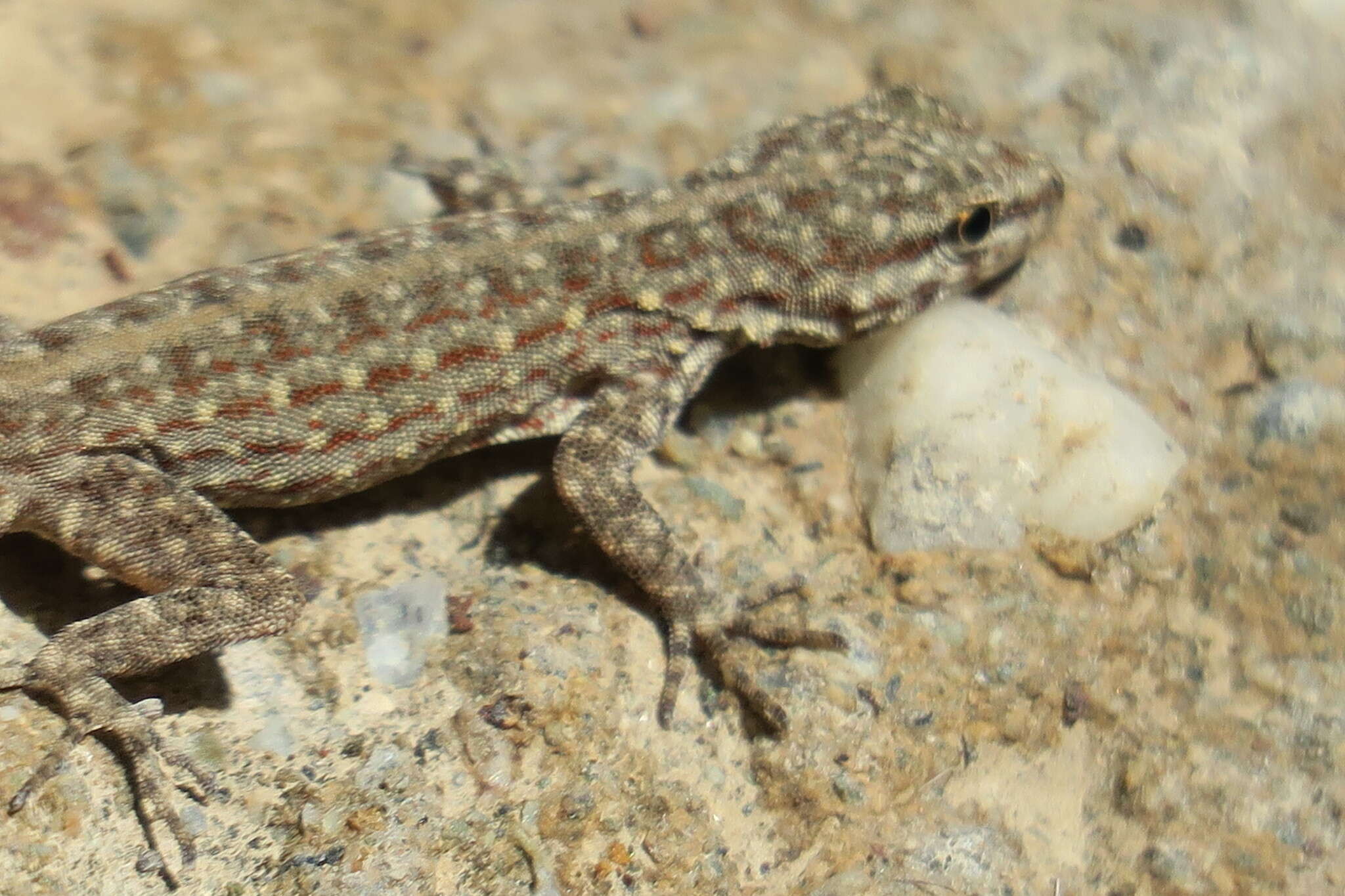 Image of Blandford's Semaphore Gecko