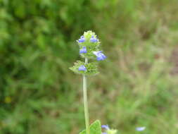 Image of Salvia lasiocephala Hook. & Arn.