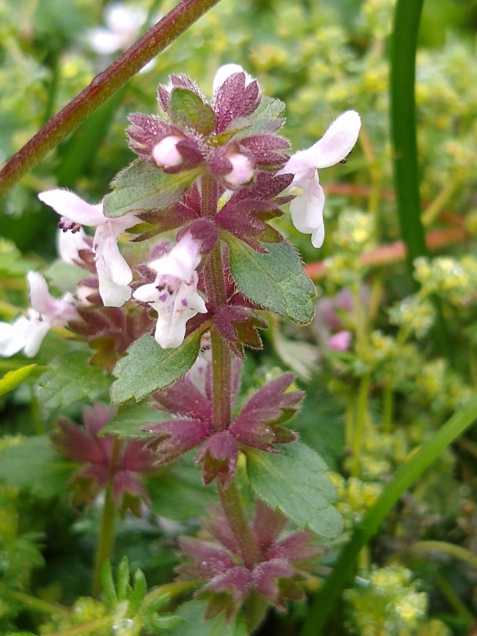 Stachys eriantha Benth.的圖片