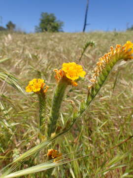 Plancia ëd Amsinckia douglasiana A. DC.