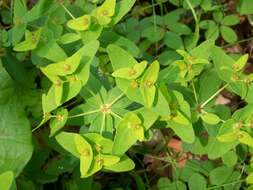 Image of Siebold's spurge