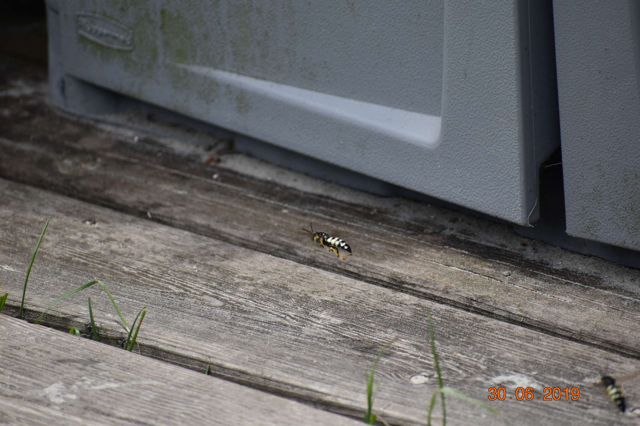 Image of Horse Guard Wasp