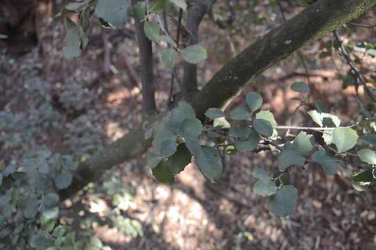 Gymnosporia undata (Thunb.) Szyszyl.的圖片