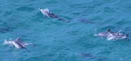 Image of Indian Ocean Bottlenose Dolphin