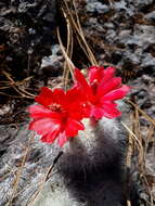 صورة Mammillaria senilis Lodd. ex Salm-Dyck