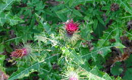 Plancia ëd Ptilostemon strictus (Ten.) W. Greuter