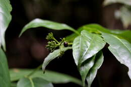 Image of Palicourea violacea (Aubl.) A. Rich.