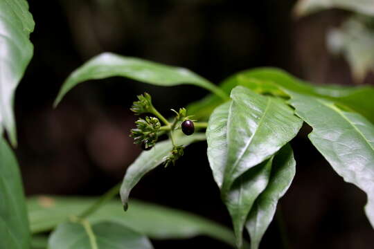 Image of Palicourea violacea (Aubl.) A. Rich.