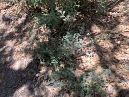 Image of oakwoods prairie clover