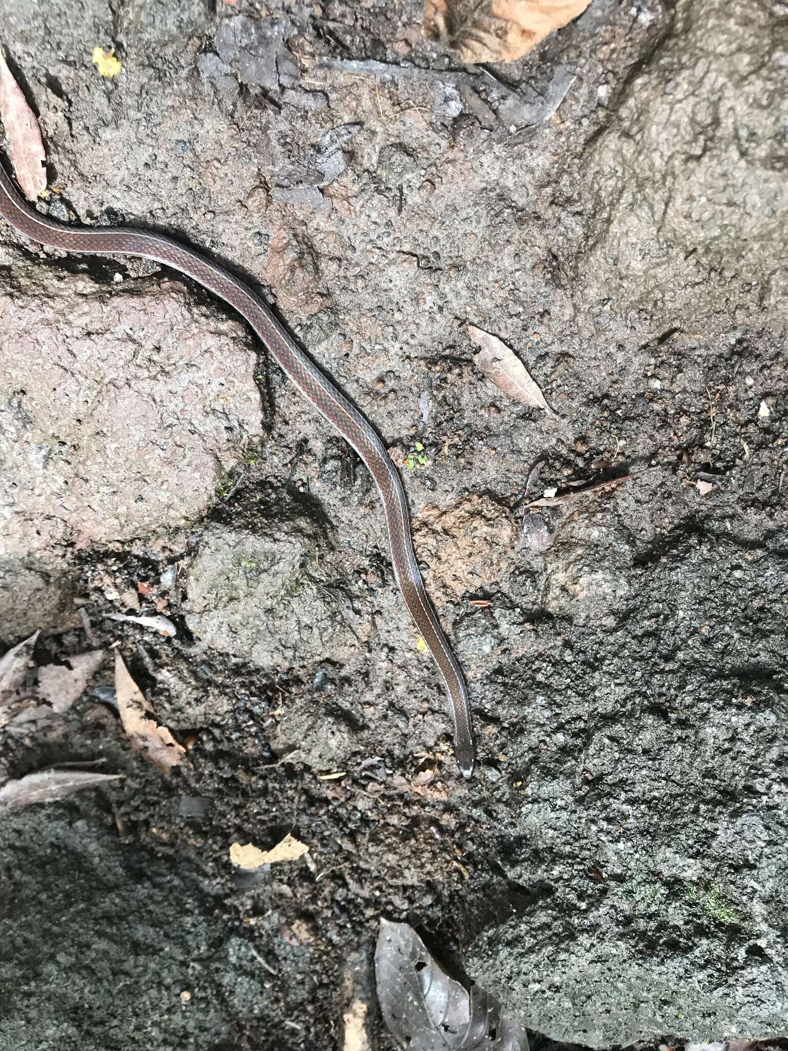 Image of Litter Snake