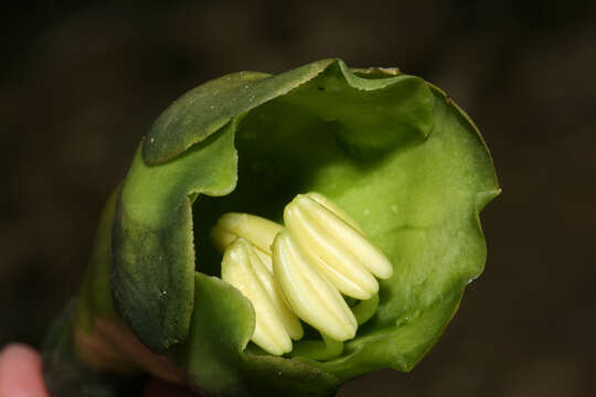 Image of Macrocarpaea luna-gentiana J. R. Grant & Struwe