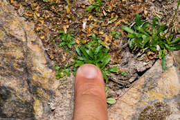 Image of Lobelia flexuosa subsp. flexuosa