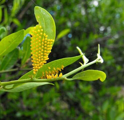 Image of Capparis mitchellii Lindl.