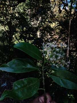 Neomirandea araliifolia (Less.) R. King & H. Rob. resmi