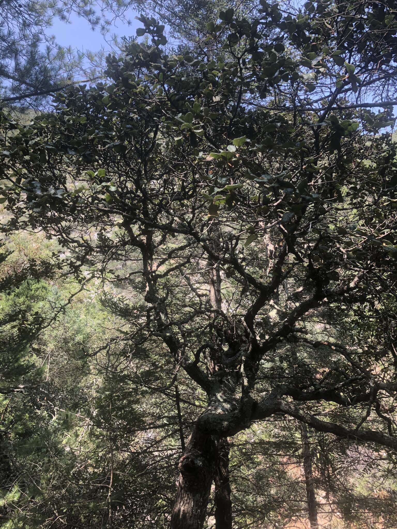 Image of Quercus greggii (A. DC.) Trel.