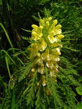 Image of Pedicularis foliosa L.