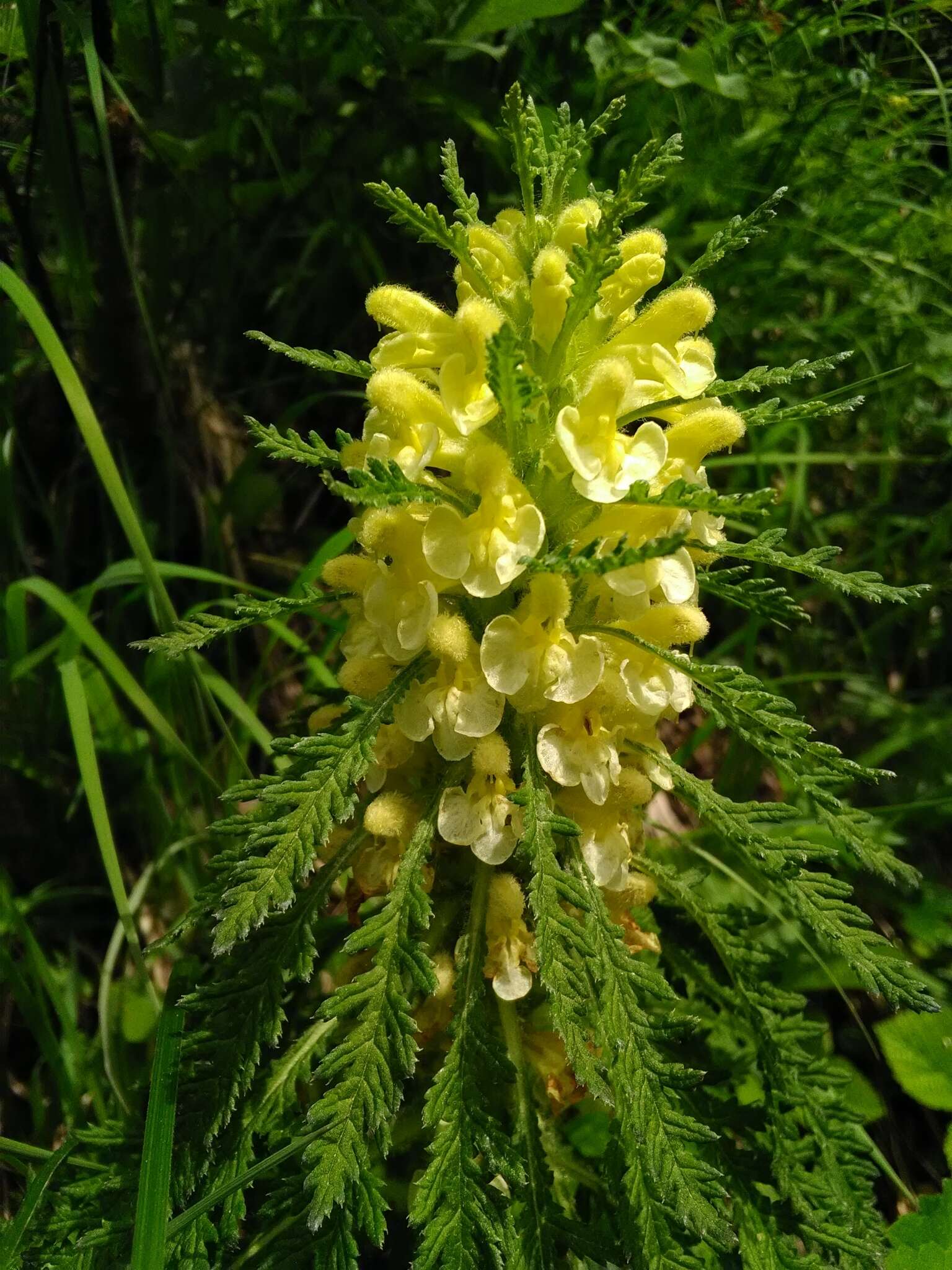 Imagem de Pedicularis foliosa L.