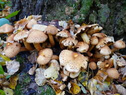 Pholiota squarrosa (Vahl) P. Kumm. 1871 resmi