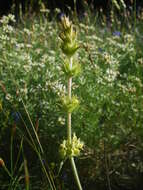 Image de Sideritis fruticulosa Pourr.