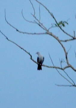 Image of blue-tailed imperial-pigeon