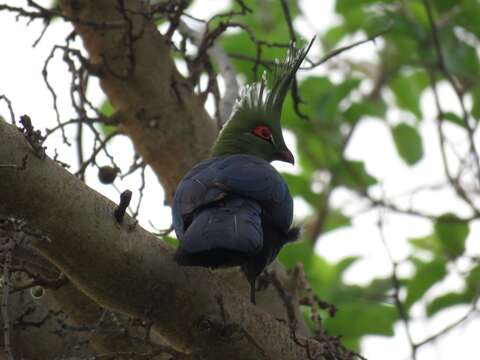 Image of Schalow's Turaco