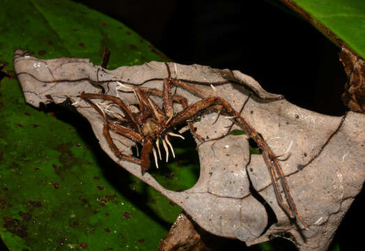 Image of Ophiocordyceps engleriana (Henn.) G. H. Sung, J. M. Sung, Hywel-Jones & Spatafora 2007