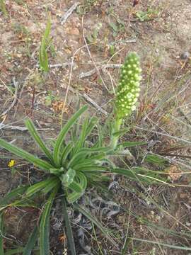 Слика од Echiostachys incanus (Thunb.) Levyns