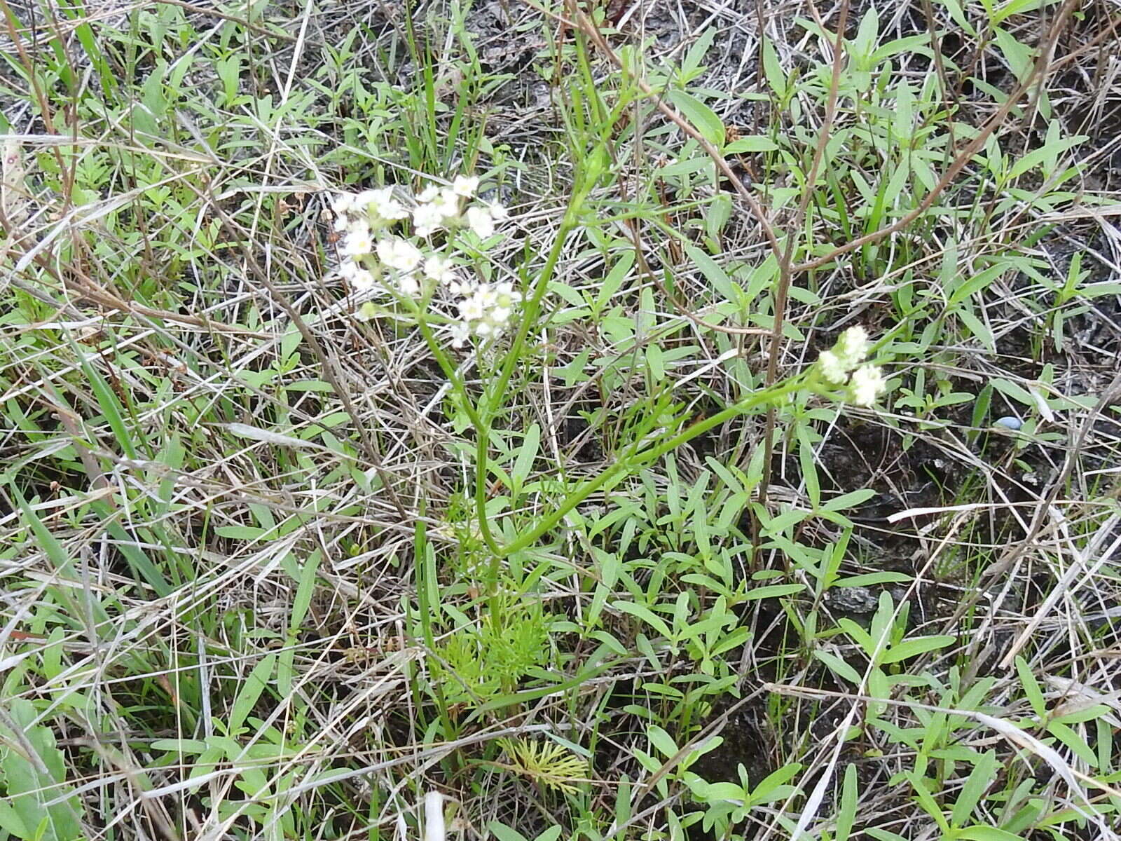 Image of prairie bishop