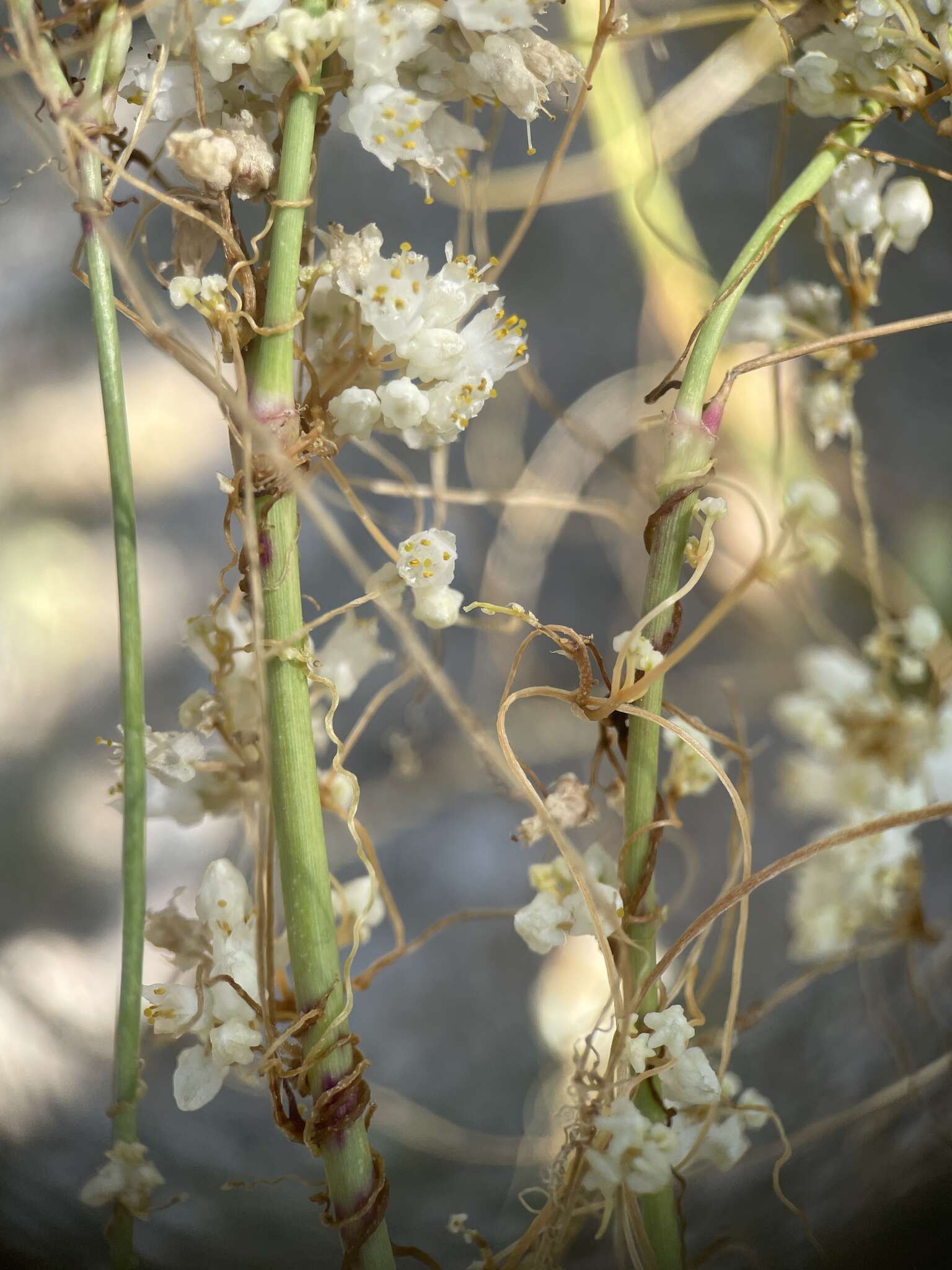 Imagem de Cuscuta tuberculata T. S. Brandegee