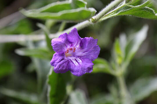 صورة Ruellia californica (Rose) I. M. Johnston