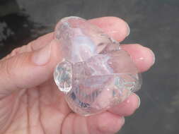 Image of crystal jelly