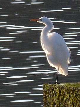 Image of Eastern great egret