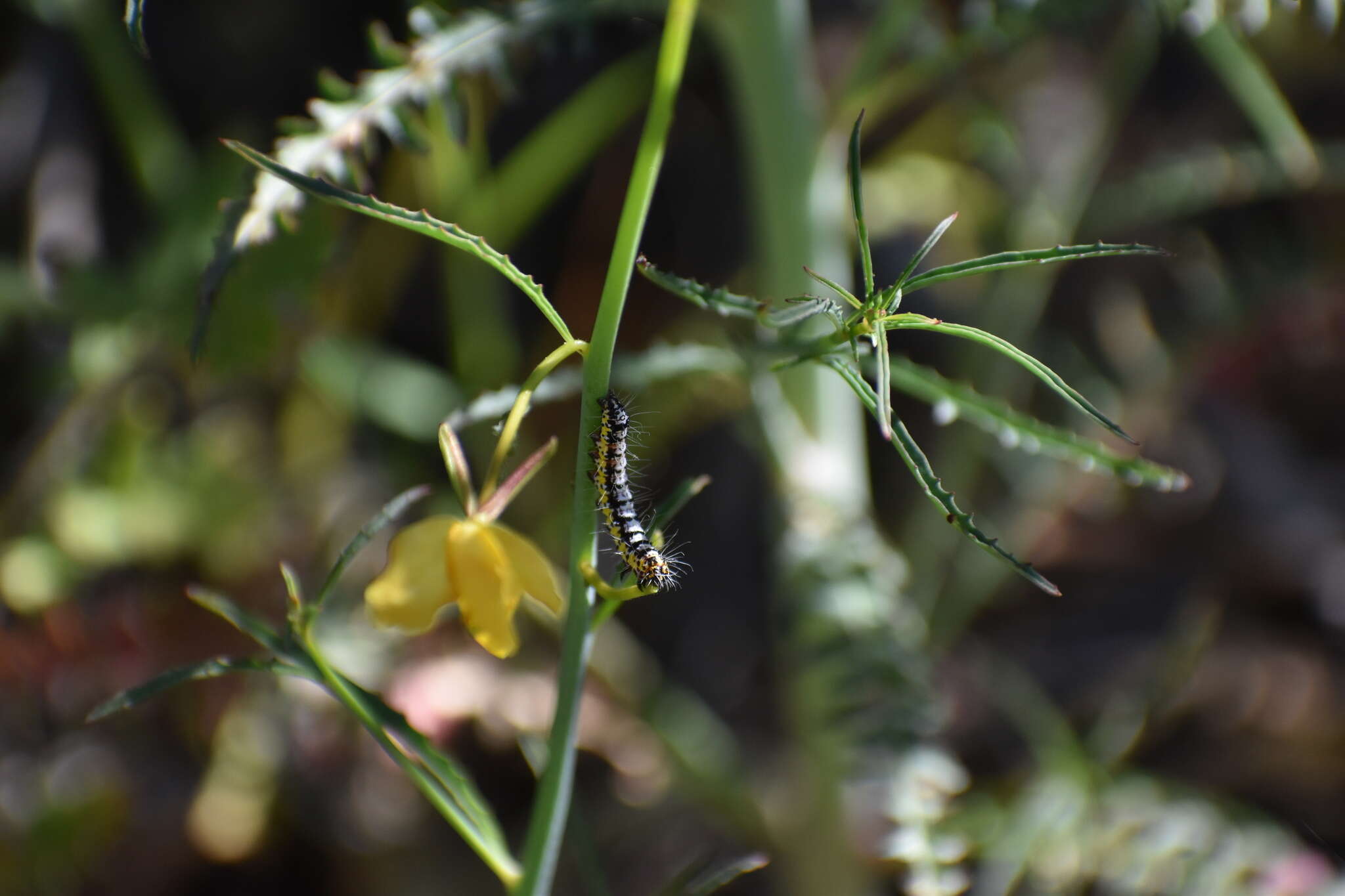 Alypia ridingsii Grote 1864的圖片