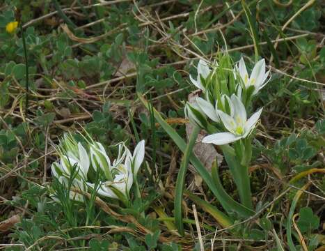 Image of Ornithogalum comosum L.