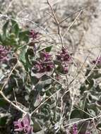 Image of Parry's Saltbush