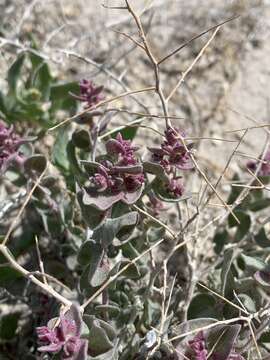 Image of Parry's Saltbush